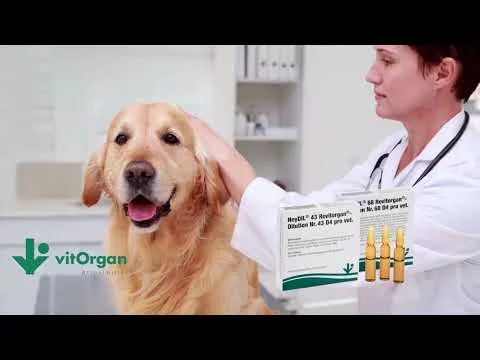 Video tuotteesta NeyDIL® No. 68 Revitorgan® D4 pro vet.Ampullit, 5x2 ml
