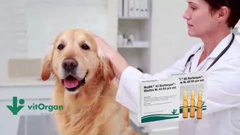 Video tuotteesta NeyDIL® No. 68 Revitorgan® D4 pro vet.Ampullit, 5x2 ml