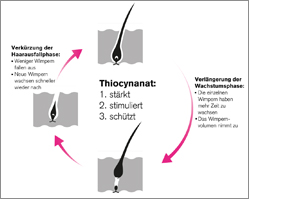 THIOCYN Ripsienpidennysseerumi, 8 ml