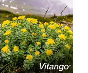 VITANGO Kalvopäällysteiset tabletit, 30 kpl