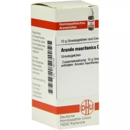 ARUNDO mauritanica C 30 palloa, 10 g