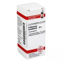 COLLINSONIA CANADENSIS D 4 palloa, 10 g