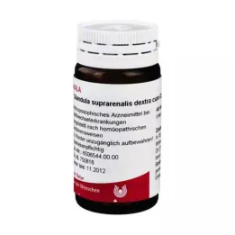 GLANDULA SUPRARENALIS dextra cum Cupro -kumipalloja, 20 g