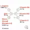 MACA 4:1 suurannos+L-arginiinikapselit, 240 kpl