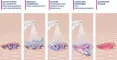Instructions for use for MediGel® haavanpuhdistussuihke, 50 ml - 6