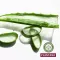 PLANTANA Aloe Vera Care suihkukylpy orgaanisella aloe veralla, 500 ml