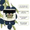 Plantana Olive -vartalovoide E-vitamiinilla, 500 ml