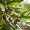 Plantana Olive -vartalovoide E-vitamiinilla, 500 ml