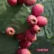 Plantana Prickly Pear Facial Sheet Sheet -naamio Aloe Veralla, 1 kpl